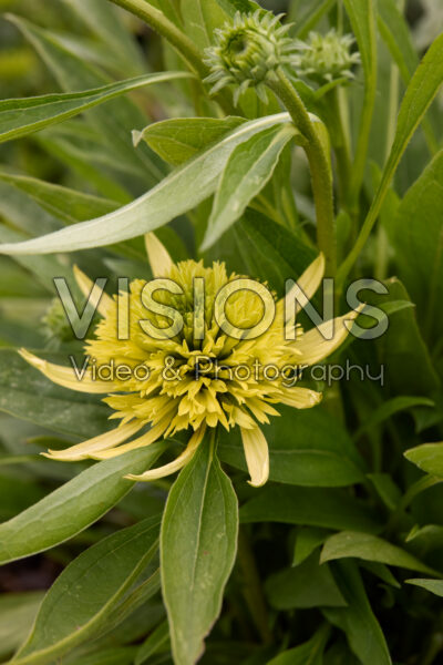 Echinacea Sombrero Double Lime