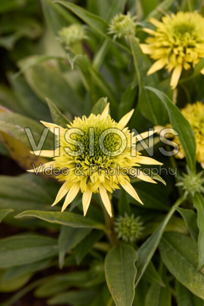 Echinacea Sombrero Double Lime