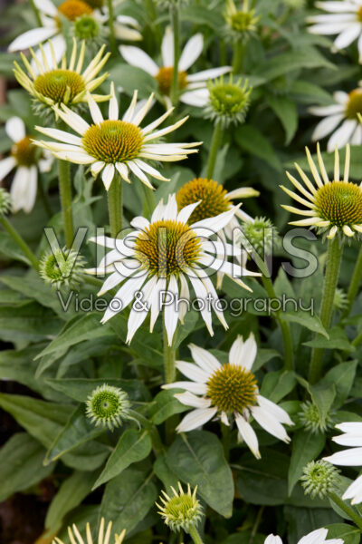 Echinacea Sombrero Compact White