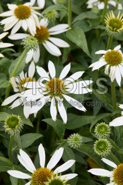 Echinacea Sombrero Compact White