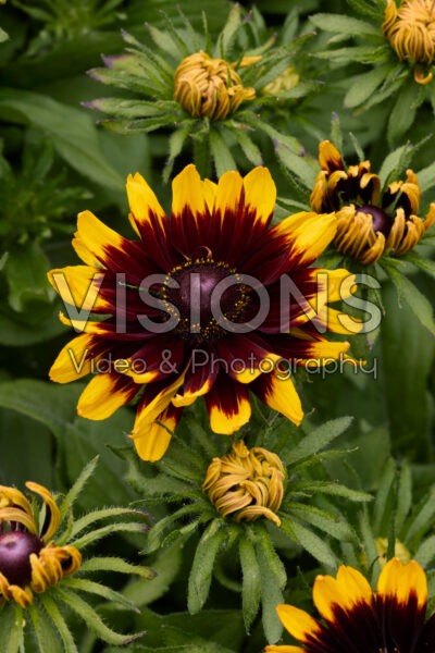 Rudbeckia hirta Rudy Mini Yellow Black