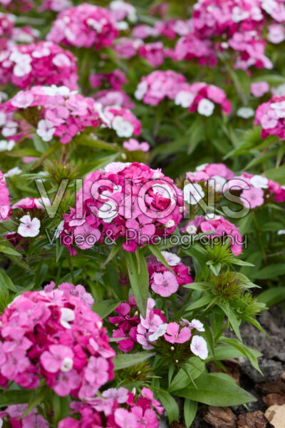 Dianthus barbatus Dart Pink Magician