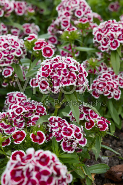 Dianthus barbatus Dart Red White Picotee