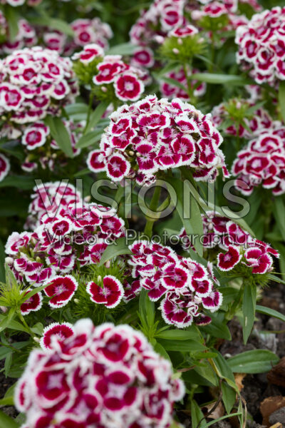 Dianthus barbatus Dart Red White Picotee