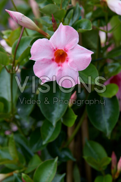 Mandevilla sanderi Sundaville® Cream Pink