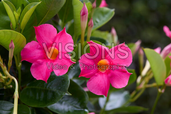 Mandevilla sanderi Sundaville® Fuchsia Pink Mandevilla sanderi Sundaville® Fuchsia Pink