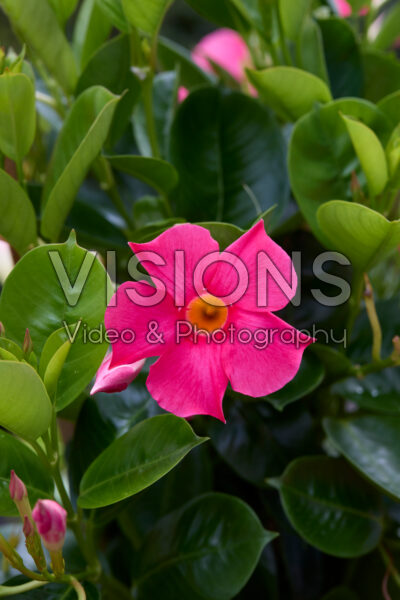 Mandevilla sanderi Sundaville® Fuchsia Pink