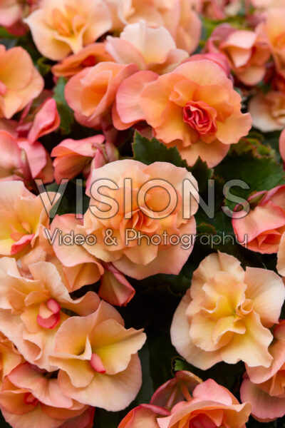 Begonia Solenia Apricot Begonia Solenia Apricot
