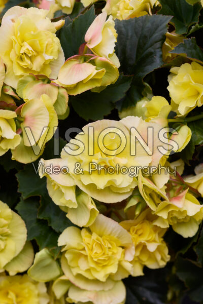 Begonia Solenia Yellow