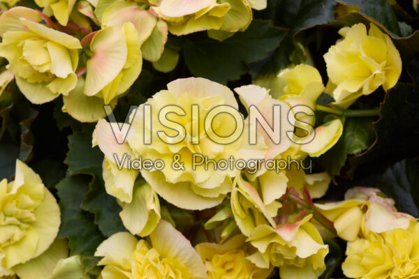 Begonia Solenia Yellow