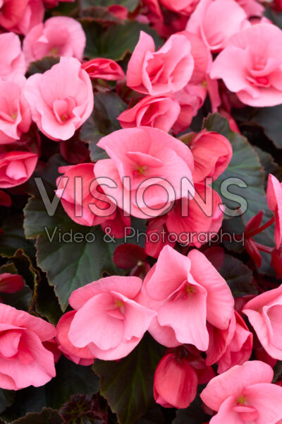 Begonia Solenia Light Pink Begonia Solenia Light Pink