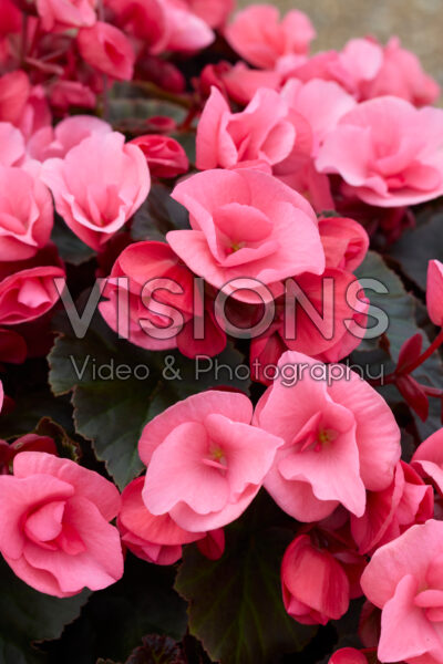 Begonia Solenia Light Pink