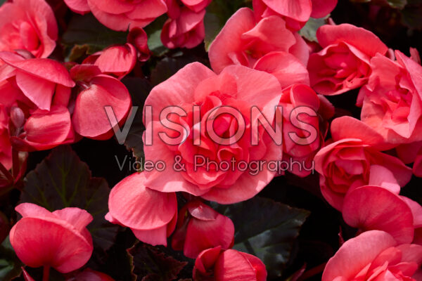 Begonia Solenia Dark Pink