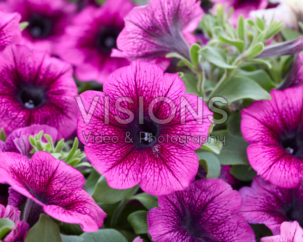 Petunia Purple Vein