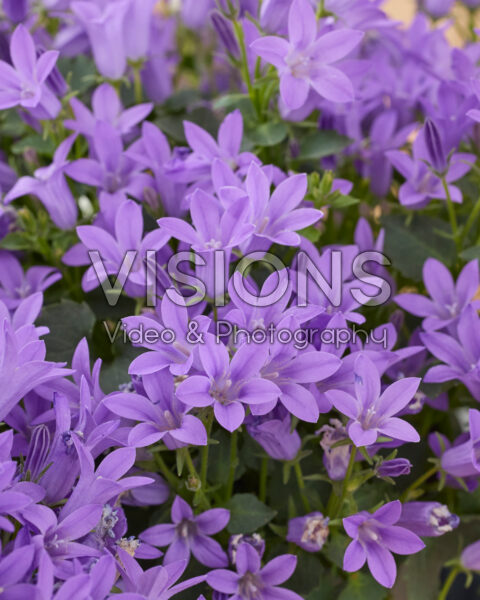 Campanula Nina