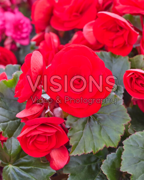 Begonia Carmen Red