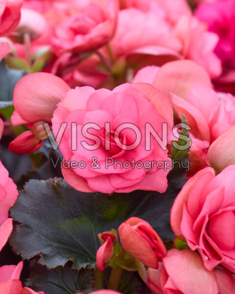 Begonia Chloe Coral Pink