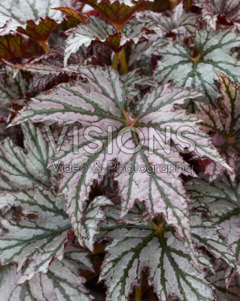 Begonia Maia Impr Begonia Maia Impr