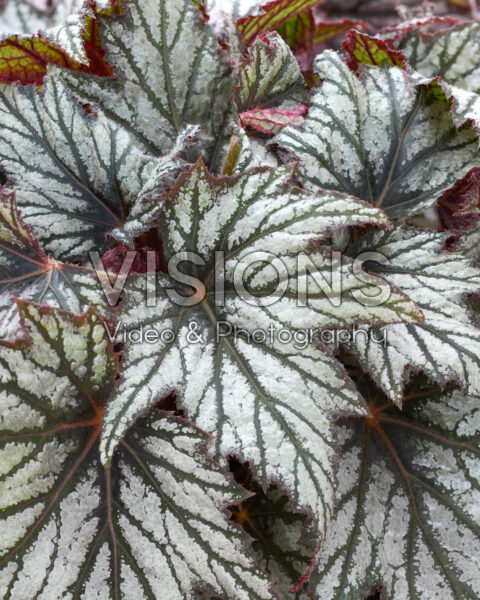 Begonia Haedi