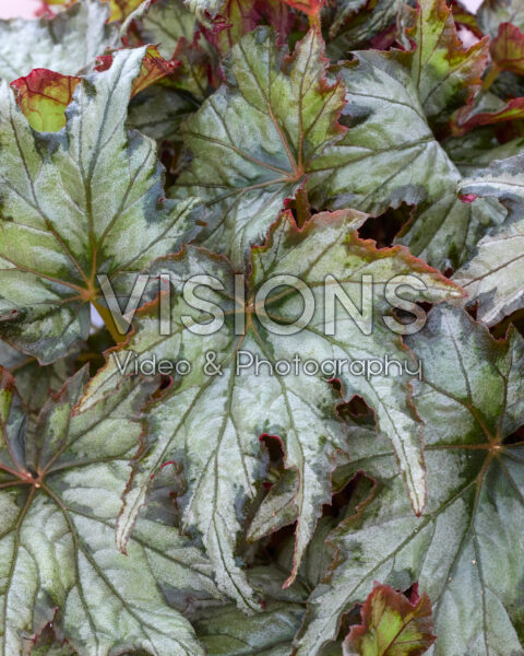 Begonia Izar