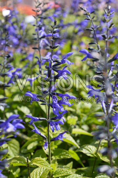 Salvia guaranitica Black & Bloom