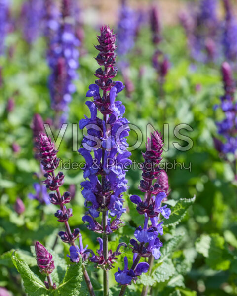 Salvia nemorosa