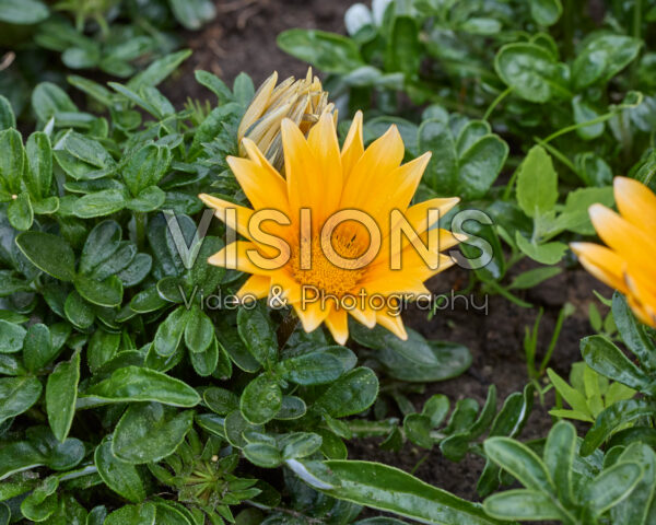 Gazania rigens Zany Sunny-Side Up Gazania rigens Zany Sunny-Side Up
