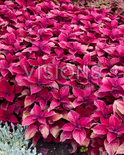 Coleus blumei Sunfighter Redhead