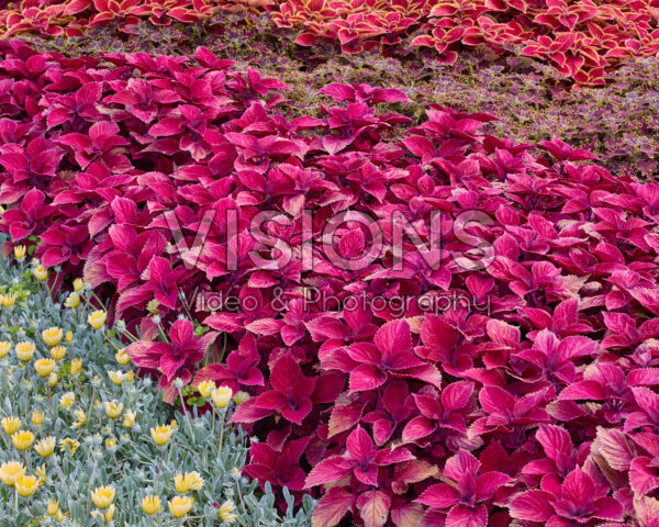 Coleus blumei Sunfighter Redhead