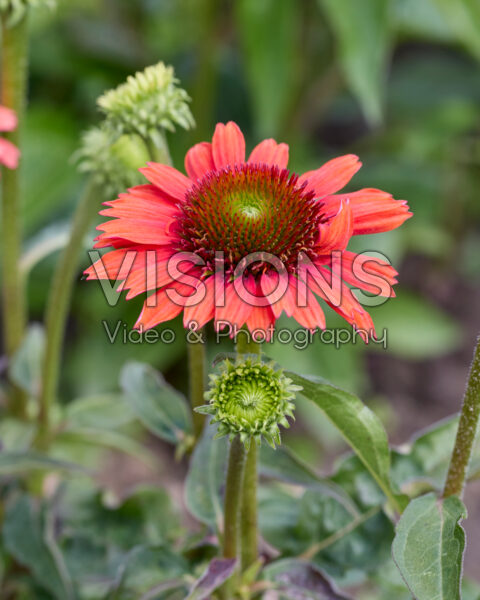 Echinacea Sombrero Adobe Orange Echinacea Sombrero Adobe Orange