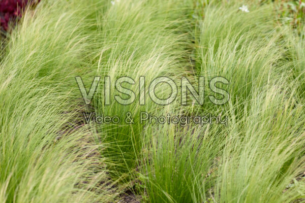 Stipa tenuissima Ponytails Stipa tenuissima Ponytails