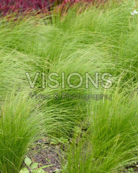 Stipa tenuissima Ponytails