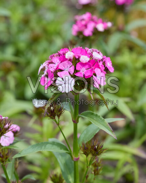 Dianthus barbatus Dash F1 Magician