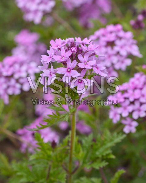 Verbena canadensis Veracity Rose Verbena canadensis Veracity Rose