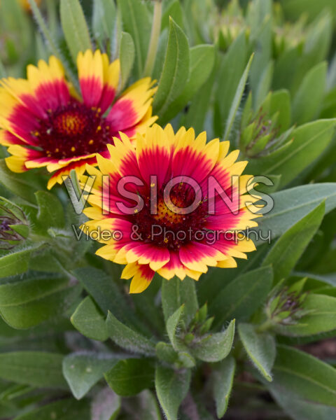 Gaillardia aristata Guapa Flamenco Bicolour