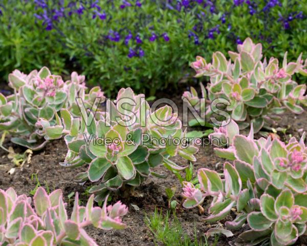 Sedum spectabile