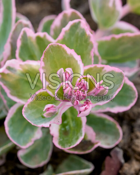 Sedum spectabile