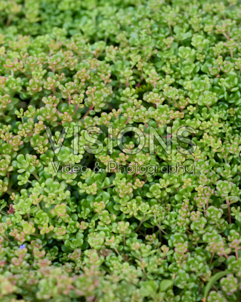 Sedum oreganum