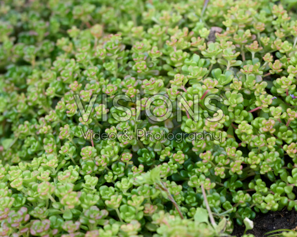 Sedum oreganum