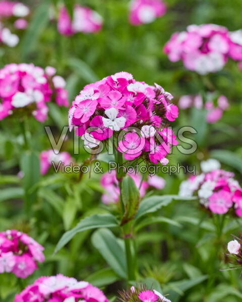 Dianthus barbatus Dash F1 Magician Dianthus barbatus Dash F1 Magician