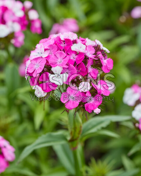 Dianthus barbatus Dash F1 Magician