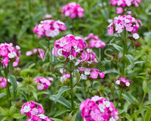 Dianthus barbatus Dash F1 Magician