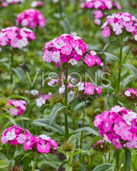 Dianthus barbatus Dash F1 Magician