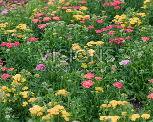 Achillea millefolium Milly Rock mix