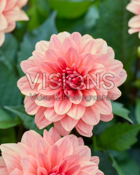 Dahlia LaBella® Grande Coral