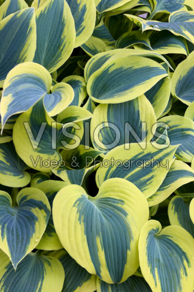 Hosta Ben Vernooij