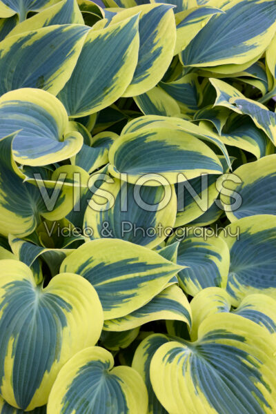 Hosta Ben Vernooij