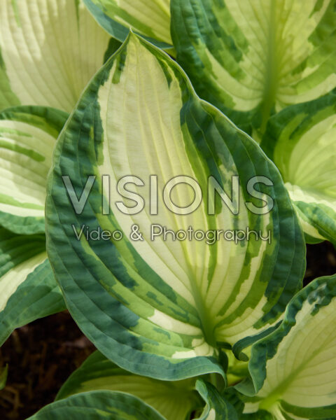 Hosta Temptation