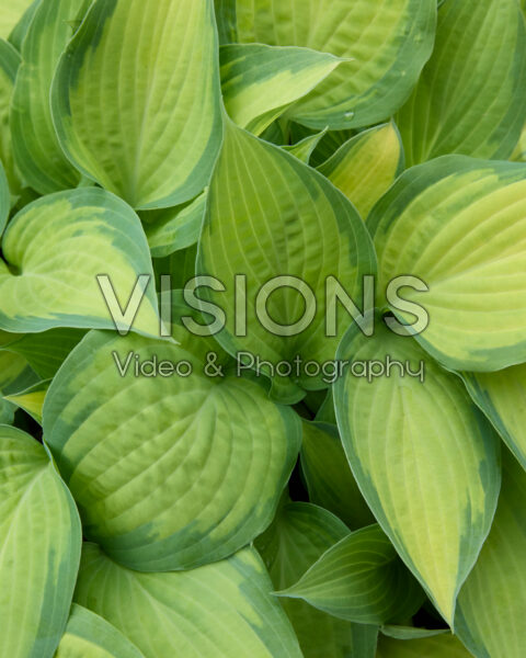 Hosta Paul's Glory