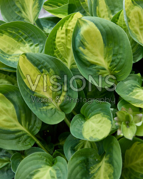 Hosta Warwick Comet Hosta Warwick Comet